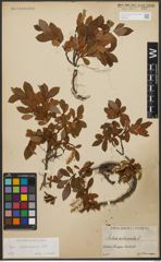 Foto von Salix waldsteiniana Willd.